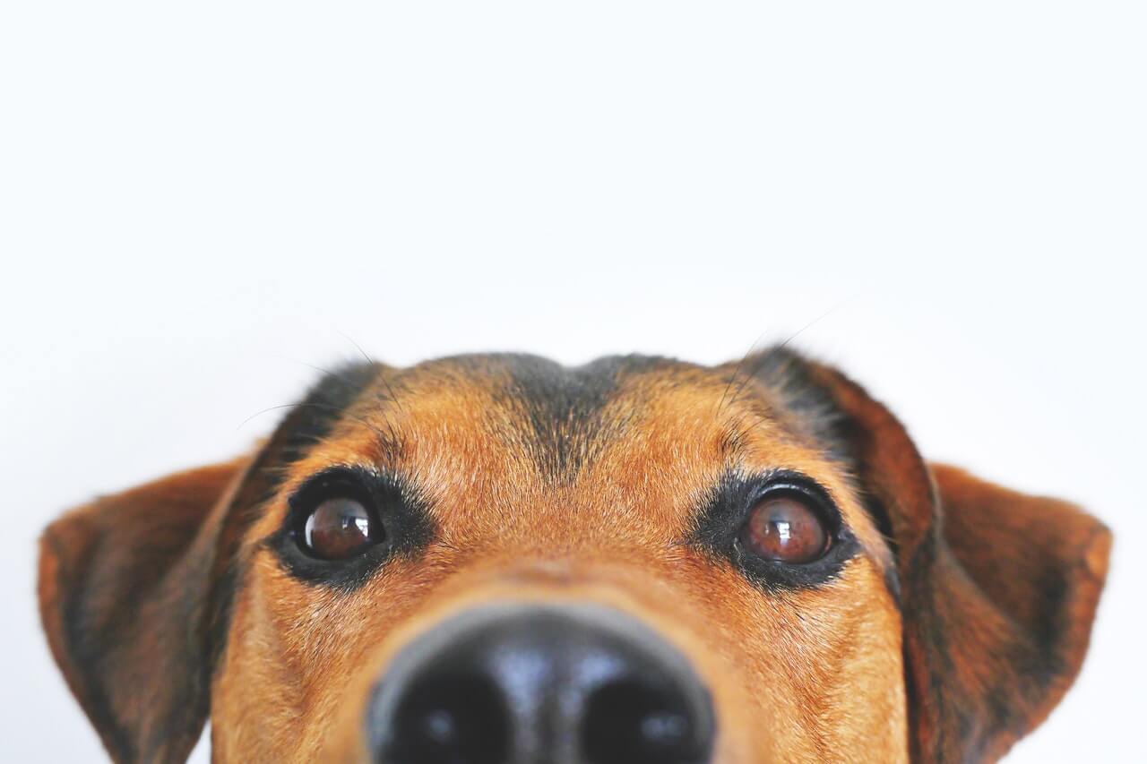 Τι "βλέπουν" οι σκύλοι όταν μυρίζουν;