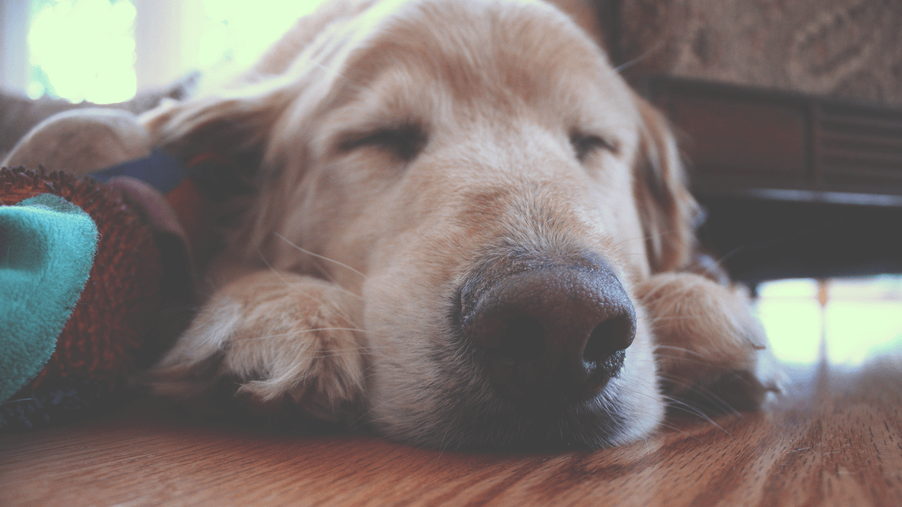 Κοιμούνται οι σκύλοι σαν άνθρωποι;
