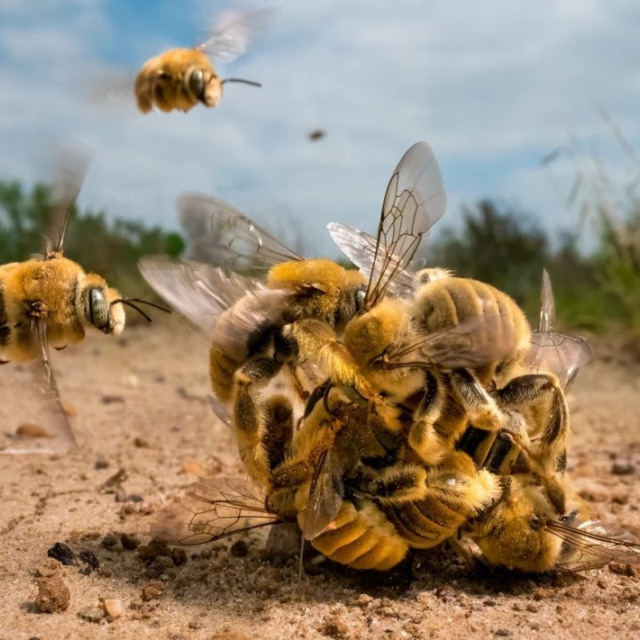 Wildlife Photographer of the Year: Oι καλύτερες φωτογραφίες άγριας ζωής για το 2022