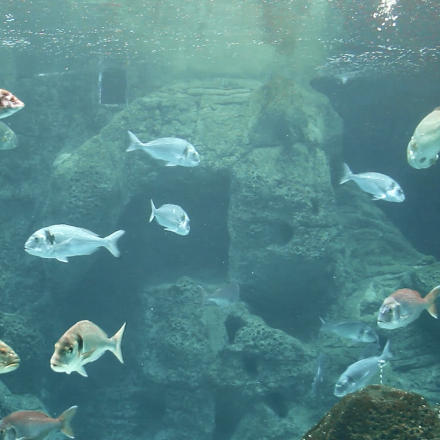 Cretaquarium