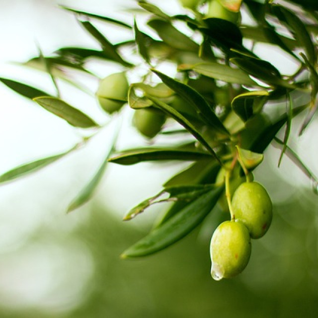 olive oil