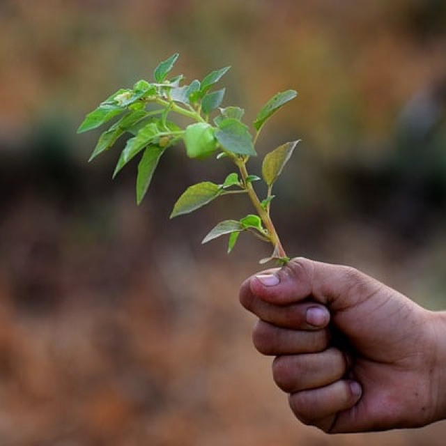 ecology