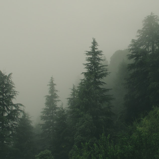 ΠΡΩΤΟΒΟΥΛΙΑ "75UN – 75 Trees UNAI SDG7"