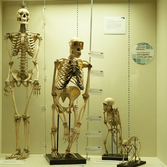 Τα «κλειδιά» της επιβίωσης του Homo sapiens