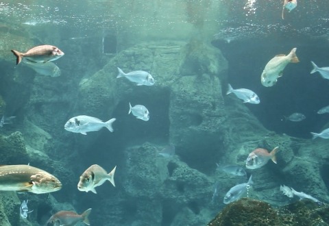 Cretaquarium