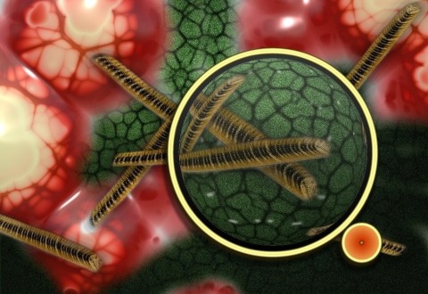 LISTERIA MONOCYTOGENES: ΕΝΑ ΠΑΘΟΓΟΝΟ ΤΩΝ ΤΡΟΦΙΜΩΝ ΜΠΟΡΕΙ ΝΑ ΓΙΝΕΙ ΟΠΛΟ ΕΝΑΝΤΙΑ ΤΟΥ ΚΑΡΚΙΝΟΥ;