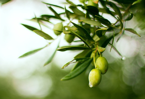 olive oil