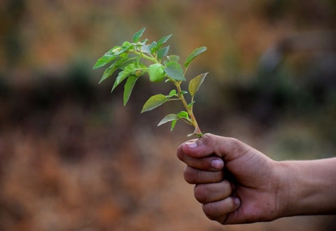 ecology