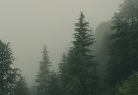 ΠΡΩΤΟΒΟΥΛΙΑ "75UN – 75 Trees UNAI SDG7"