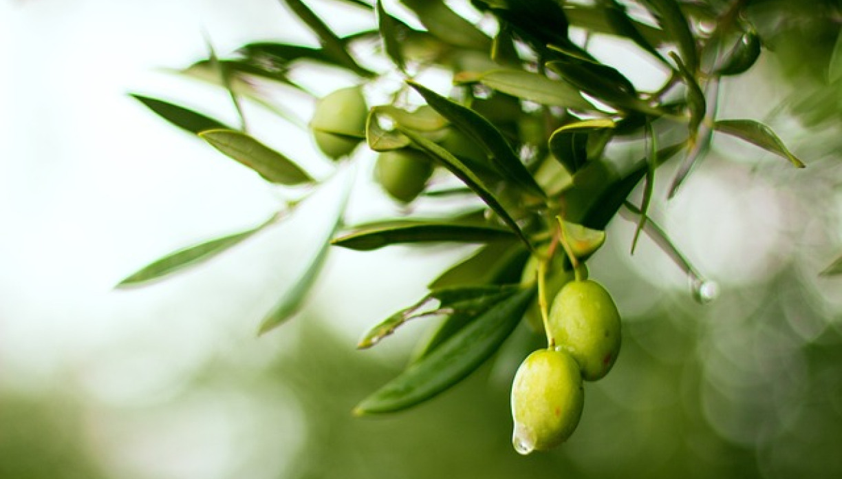 olive oil
