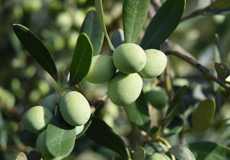 olive