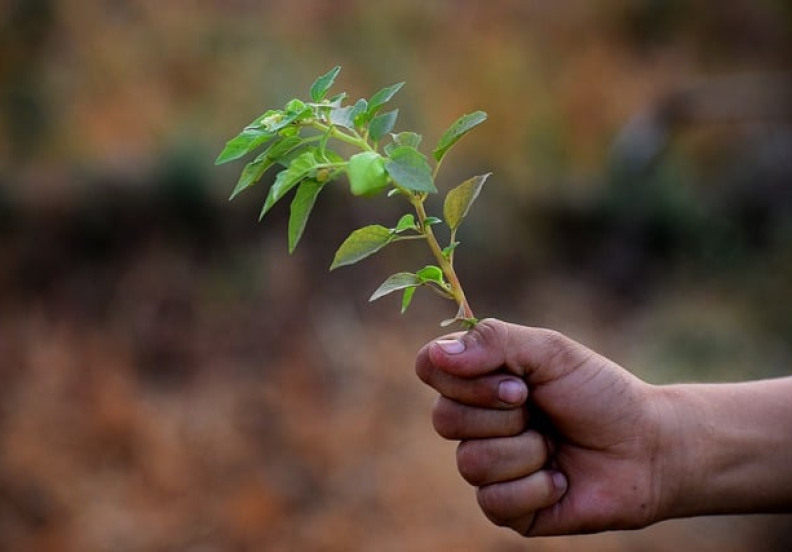 ecology