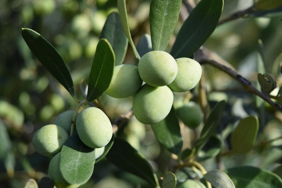 olive