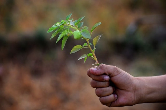 ecology