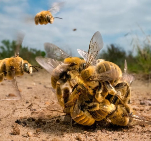 Wildlife Photographer of the Year: Oι καλύτερες φωτογραφίες άγριας ζωής για το 2022