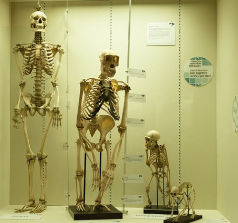 Τα «κλειδιά» της επιβίωσης του Homo sapiens